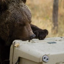 YETI Tundra 65 Cooler -Cheap New Balance Store e6d09686 2ee2 4356 8312 f08074622b07